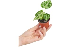 PLNTS - Baby Anthurium Anthurium Silver Blush - Zimmerpflanzen, Pflanzen Echt, Nachhaltige Verpackung - 2cm Stecklinge - Höhe 10cm - Direkt von der Gärtnerei