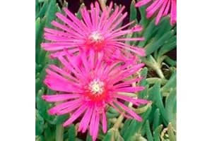 Pourpier vivace - Delosperma cooperi (lot de 3 pieds)