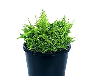 EtonGreen Live Cotton Candy Fern Fluffy Nephrolepis Exalta Plant for Home & Office