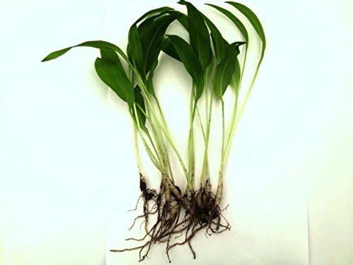 Wild garlic (Allium ursinum) 10 BARE ROOT PLANTS !