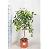 Beautiful Lemon trees with lemons on, Three sizes, fruit trees, indoor plants (80-100cm Lemon Tree)