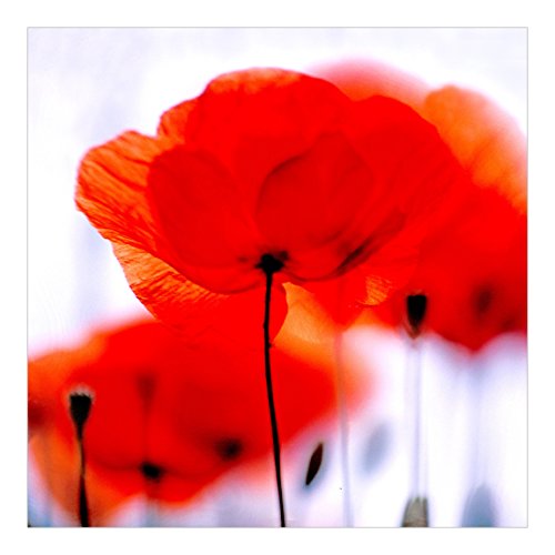 Apalis Vliestapete Blumentapete Magic Poppies Fototapete Quadrat | Vlies Tapete Wandtapete Wandbild Foto 3D Fototapete für Schlafzimmer Wohnzimmer Küche | Größe: 192×192 cm, rot, 95376 - 2
