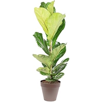 Geigenfeige - Ficus Lyrata - Höhe ca. 100 cm, Topf-Ø 21 cm: Amazon.de ...