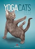 Yoga Cats 2013 by 