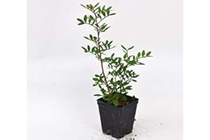 MONDOPIANTE Pianta Lentisco Vaso 7cm