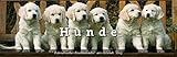 Literarischer Tischkalender Hunde 2013 by 