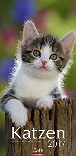 Katzen - Kalender 2017