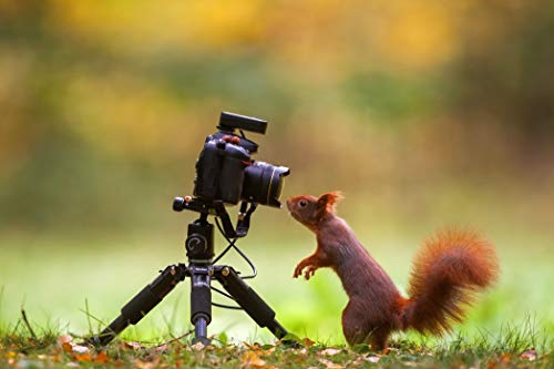 Rollei Compact Traveler Mini M-1 (Antes M5 Mini) - Trípode Portátil, Capacidad de Carga: 8 kg, con Cabezal esférico y Bolsa de Transporte, Color Negro