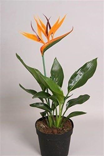 Bird of Paradise Plant in a 12cm Pot Strelitzia reginae