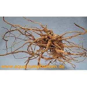 Mühlan Pflanzenhandel 1 Stück Finger Wood 10-20 cm, Deko, Wurzel