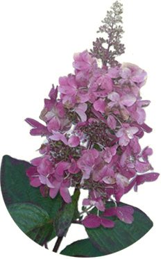 Rispenhortensie – PINKY WINKY – Pflanze Hortensie Neuheit - 2