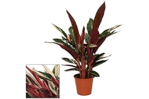 exotenherz - Shadowplant with unusual leafpatterns - Calathea triostar - 14cm pot - 45-50cm tall