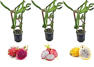 Cloud Farm Dragon Fruit Combo Pack of All Three- 3 Varieties- Yellow Skin, Pink Skin but White Flesh and Pink Skin with Pink Flesh.. Hybrid Rooted Dragon Saplings.