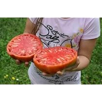 250 SEMI DI POMODORO COSTALUTO FIORENTINO - NO CUORE DI BUE -SEMENTI ORTAGGI eBa