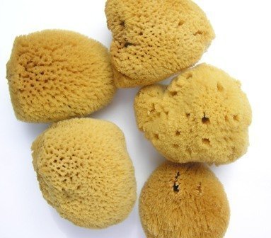 Unbleached Natural Soft Sea Sponge, for Facial Care approx 6cm, 2 1/2"