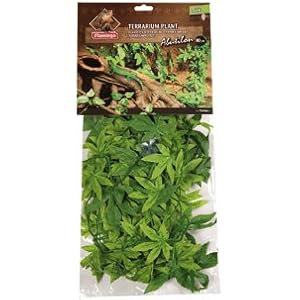 TERRARIUM PFLANZE ABUTILON 80CM