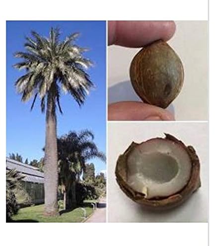 Elefantenfu Palme 10 Samen -Beaucarnea recurvata- **Toll Zimmerpflanze** :  Amazon.de: Garten