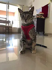 Cat Body Vest Harness Escape-Proof with Nylon Lease Size : Small (Neck Size :24 cm circumferences & 12 cm Length) : Please Check Size Before Buying