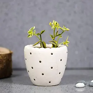 Earthsoul Designer Decorative Ceramic Pot for Indoor and Outdoor Plant and Flower for succelent excluding Plant