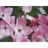 Cornus kousa Pévé Satomi Compact - Chinesischer Blumenhartriegel Pévé Satomi Compact - Hartriegel