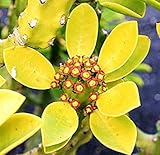 Envio internacional Farmerly Euphorbia neriifolia, Cactus rara exÃ³tica semilla suculento de Cactus FloraciÃ³n 5 Semillas