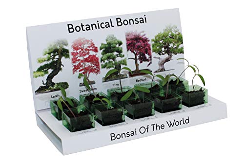 Botanical bonsai tree grow kit 100% recyclable 5 varieties to grow your own kit from seed eco gifts includes everything you need made with 100% recyclable materials