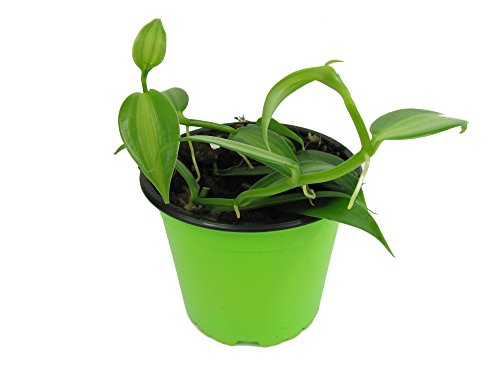 Echte Vanille Pflanze, Kletter Orchidee