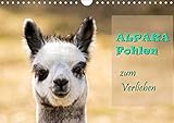 Alpaka Fohlen zum Verlieben (Wandkalender 2020 DIN A4 quer) by