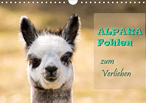 Alpaka Fohlen zum Verlieben (Wandkalender 2020 DIN A4 quer)