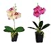 Produktbild 2 Stück Orchideen LN27-2 in Topf künstliche Orchidee 35 cm Hoch mit Topf Pflanze Kunstblume Latex Blumen Kunstblumen künstliche Orchidee wie echt