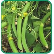 Long Melon/Kakri by Kraft Seeds