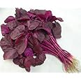Ol Seed Amaranthus, Red Amaranth, Chaulai Seeds - Hybrid (Pack Of 200 Seeds)