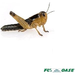 Heuschrecken Wanderheuschrecken 