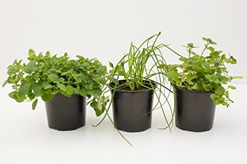 JPD Plants Herb Collection Moroccan Mint Chives and Marjoram