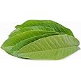 Fresh Organics Guava Leaf, Guava leaves Fresh Guava leaves, Amrood ke Patte, Payara, Peroo, Pijuli - Medicinal Leaf, Organic Leaf (Pack of 50 Leaves),