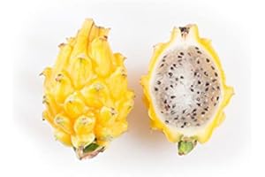 Fresh sweet yellow pitahaya - yellow dragon fruit - Sourced from Ecuador by My Exotic Fruit
