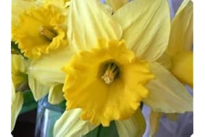 TLC GIFTWARE Daffodil Yellow Glass Worktop Saver - Medium - 40 x 30cm - by Pearl Glass