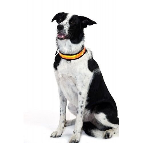 DOG-COLLAR-pet-LED-light-up-flashing-luminous-night-safety-coloured-bright-VARIOUS-COLOURS-AVAILBLE-UK-SELLER