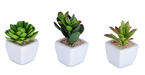 6er Set Sukkulenten B x H 4,5x9cm Kunstpflanze Grün Weiß Kunstblume Deko - 4