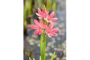 PONDPLANTSUK Schizostylis coccinea 'Mrs Hagerty' - Marginal Pond Plants - Pond Plants - Water Plants-None-9 cm