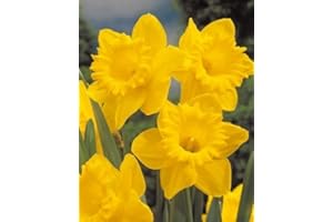 AGRONOM TESTED IN THE GARDEN AGRONOM | NARCISOS - DUTCH MASTER | Bulbos de flores perennes | Flores Amarillo | Se cultivan en jardines de flores, macetas, se plantan en céspedes en flor | Paquete de 3 bulbos de flores