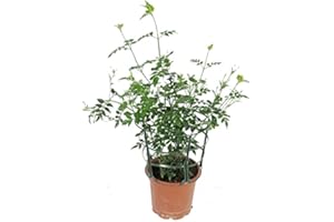 DECOALIVE Jazmín Común Planta con Flor Natural de Interior y Exterior Ideal para Terraza (8436601573346)