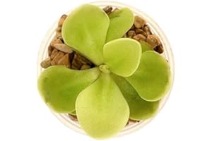 CAMBRIDGE BEE Butterwort Pinguicula with Light Green Leaves and Purple Flowers Carnivorous Plant in 9cm Pot