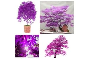 B-CREATIVE 10 Seeds Purple Japanese Ghost Maple Bonsai Acer Seeds Rare Unusual Stunning Garden Plant