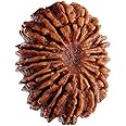 21 Mukhi Rudraksha Nepal Natural Ikkis Ekkis Mukhi Rudraksha Original Certified by Lab ?????? ???? ????????? 21 Face Genuine Twenty One Mukhi Rudraksha by The Gallery Of Gemstones
