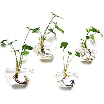 Set von 4 Wand Pflanzgefäßen aus Glas zum Aufhängen Blumentöpfe