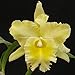 Produktbild GEOPONICS Achimenes 'Smithiantha SL New Moon' Rhizom 1 Stück, frisch !! (763) Neue !!!!!!!!