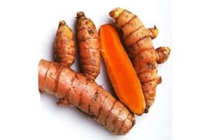 HoitoDeals Fresh & Raw Indian Turmeric Curcuma Roots Whole Haldi