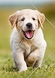Zeichenmappe aus PP RNK 45303 Hund Zeichenmappe Kunststoff, A3, 311 x 440 mm
