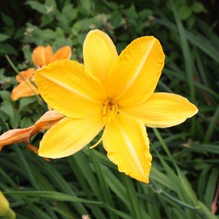 Taglilie 'Carthweels' - Hemerocallis 'Carthweels' - Winterharte Staude